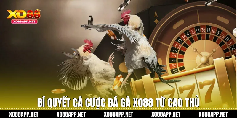 Bí quyết cá cược đá gà Xo88 từ cao thủ
